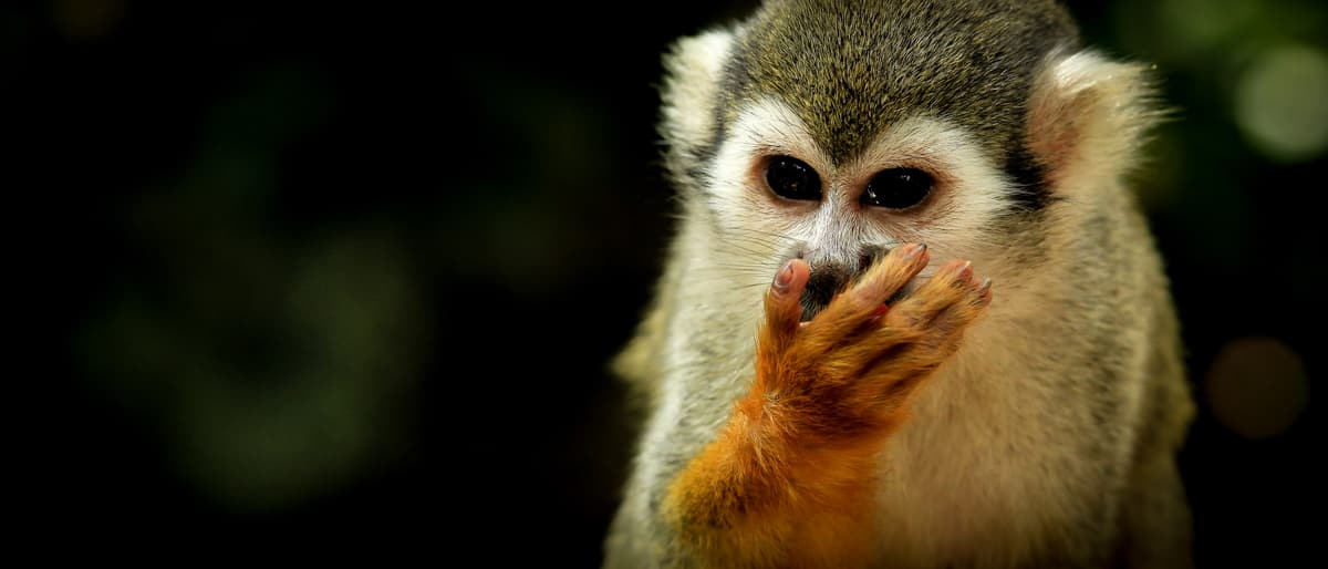 A squirrel monkey sitting on a branch